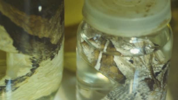 Выставка рептилий в прозрачной банке в музее — стоковое видео