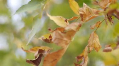 Hareketli arka plan bulanık yaprakları