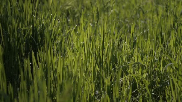 Spring morning on the green fresh field — Stock Video