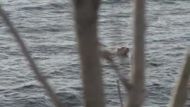 Köpek iskelesinden denize atlamak ve yüzmek