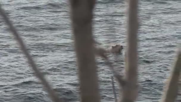 Perro saltar al mar desde el muelle y nadar — Vídeo de stock