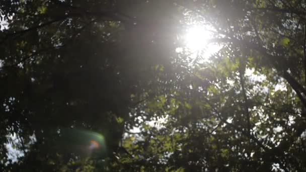 Man Running at Sunrise around Nature — Stock Video