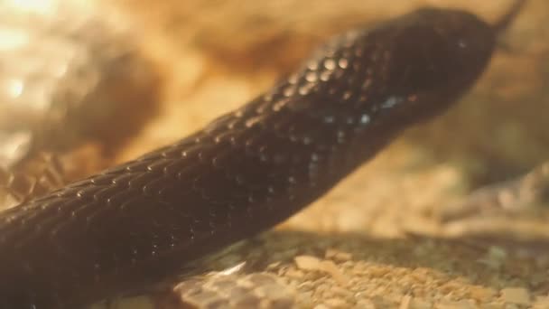 Close up fucilazione serpente nel museo in Austria — Video Stock