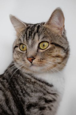 Beyaz duvar arka planında sevimli ev kedisi ve beyaz kedi portresi.