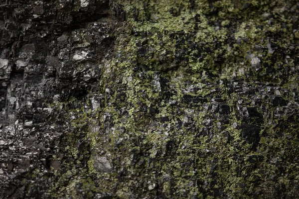 Dark Wet Concrete Wall Green Moss Background Copy Space Text — Stock Photo, Image