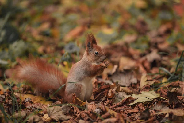 Wiewiórka wśród liści. Wiewiórka w jesiennym lesie z żółtymi liśćmi — Zdjęcie stockowe