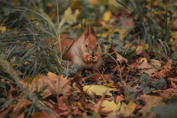 Squirrel among leafs. squirrel in the autumn forest with amid yellow leaves — Stock Photo, Image