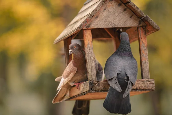 Deux pigeons sont assis dans une mangeoire à oiseaux sous la forme d'une maison — Photo