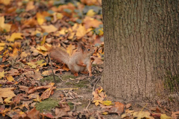 잎 사이에서 꿈틀 거린다. 황송 한 잎 사이에 있는 가을 숲의 다람쥐 — 스톡 사진