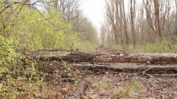 Den Centrala Gatan Staden Pripyat Överväxt Med Träd Ett Stupat — Stockvideo