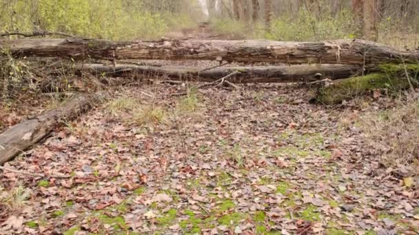 Strada Centrale Della Città Pripyat Ricoperta Alberi Albero Caduto Giace — Video Stock