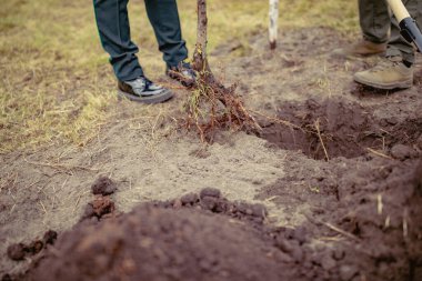 İnsanlar bir kürekle kazılmış bir deliğe ağaç dikiyorlar. Ağaç dikme. Çevre turizmi. Gezegeni yeşillendirme