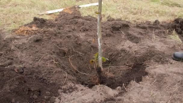 Plantación Árboles Árbol Planta Agujero Cavado Vierte Tierra Con Una — Vídeos de Stock