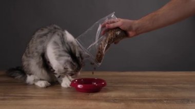 Eller tabağa kuru yiyecek verir kediye. Kedi yemeğin kokusunu alır ve yemeye başlar..