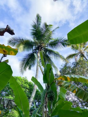 Palmiye ağaçlarının alt manzarası. Zanzibar 'daki yağmur ormanı. Otorite. Egzotik bir ülkeye seyahat