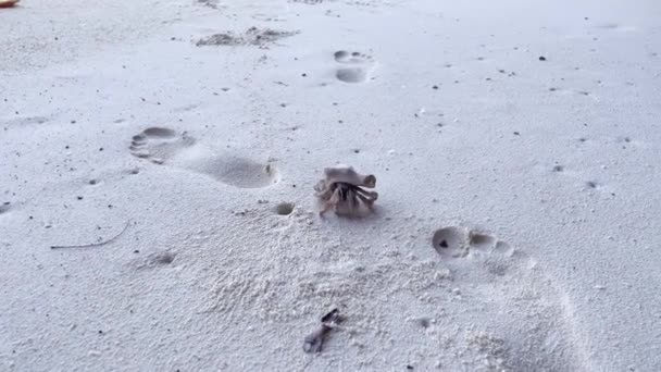 Carino Granchio Eremita Portare Bella Conchiglia Strisciando Sulla Spiaggia Sabbia — Video Stock