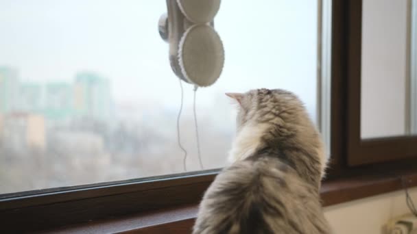 Kedi Robot Yıkama Makinesine Bakıyor Robot Gökdelenlerin Camlarını Siler Pencere — Stok video