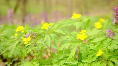 İlkbaharda çiçek açan sarı bir şakayığın yakın plan çekimleri ormandaki mavi çiçeklere karşı. Statik kamera çerçeveleri. Güzel sarı çiçek çiçekleri, çuha çiçekleri..