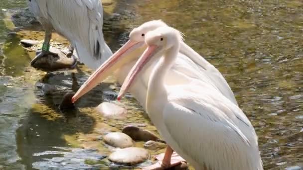 Karmiony Pelikanem Białe Pelikany Szukają Pożywienia Nad Wodą Zoo — Wideo stockowe