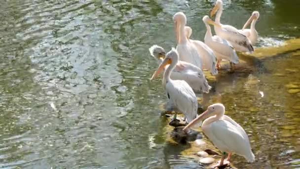 Fed Pelikan Beyaz Pelikanlar Kenarında Yiyecek Arıyorlar Hayvanat Bahçesi — Stok video