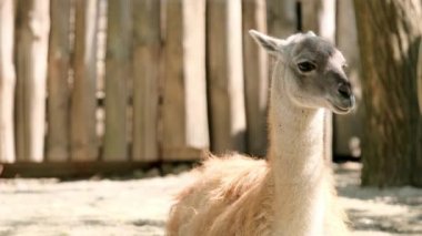 Lama çiğniyor. Lama çerçeveye bakıyor. Büyük hayvan kafası. Hayvanat bahçesi