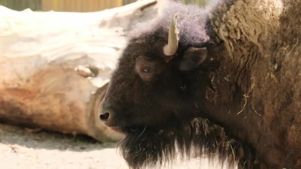 Bison Lone Zomer Notrils Neus Mond Tong Dierentuin — Stockvideo