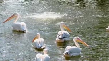 Büyük Beyaz Pelikan grubu güneşli bir günde suda yüzüyor.