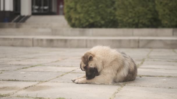 Perro sin hogar con ojos bondadosos en la calle. Perro solitario descarriado mintiendo tranquilamente. Animal abandonado, retrato de cerca, al aire libre — Vídeos de Stock