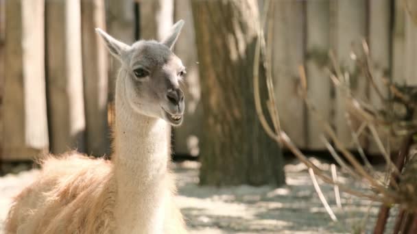 The lama chews. The Lama looks into the frame. Large animal head. High quality 4K — Stock Video