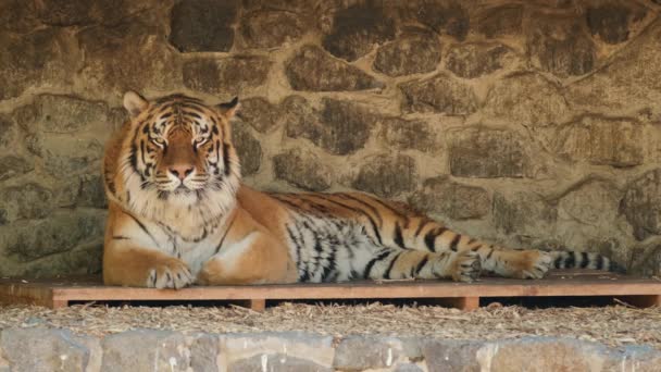 Молодий сибірський тигр — стокове відео