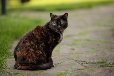 Terk edilmiş sokak kedisi doğrudan kameraya bakıyor.