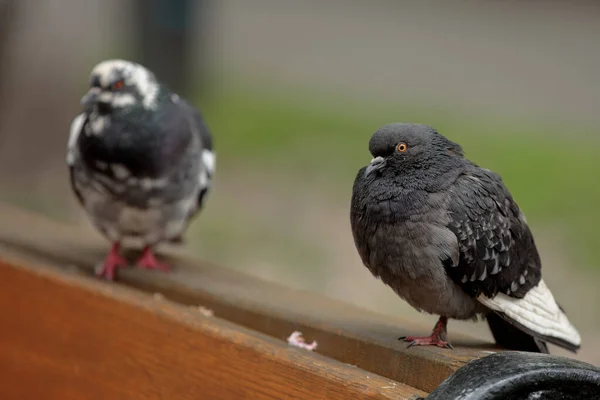 Colombes rupestres, pigeons communs, pigeons sauvages. Fermer colombes assis sur le banc et curieusement regarder la caméra. Oiseaux sauvages couleur grise gros plan sur un fond flou. — Photo