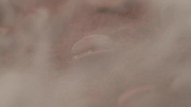 Kahve tohumları. Kokulu kahve çekirdekleri kavrulmuş dumandır. Kahve çekirdeklerinden gelir..