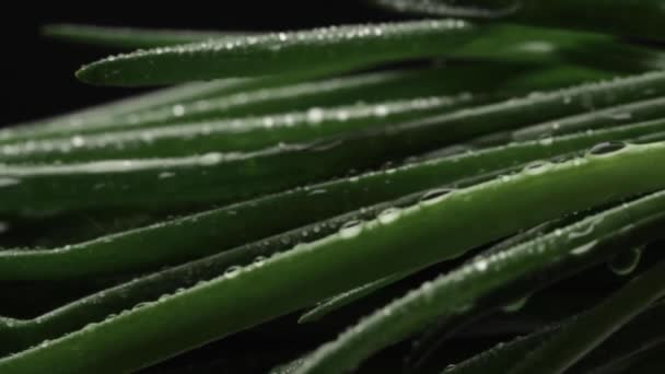 水滴が黒い背景に回転する新鮮な緑のタマネギを閉じます。健康的で有機的な野菜のコンセプト. — ストック動画