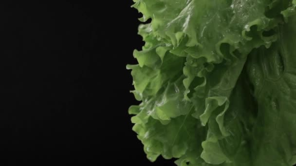Zelený salát listy s kapkami vody pohybovat zpomaleně na černém pozadí. — Stock video