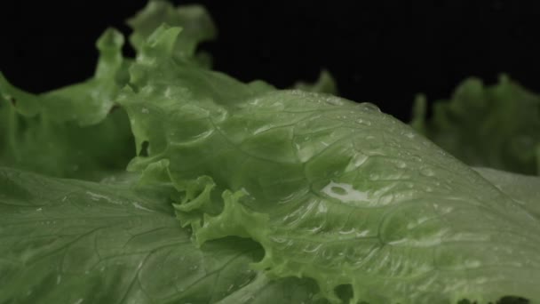 Flying Fresh Lettuce. lettuce leaves falling on black background — Stock Video