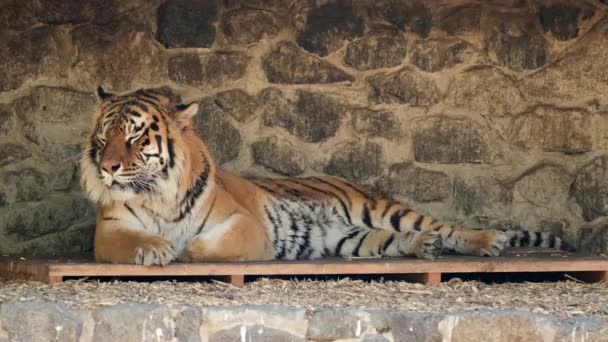 Ein Tiger liegt faul auf Holzplattform — Stockvideo