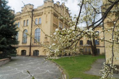 Beyaz kiraz tomurcukları ve çiçekler, tarihi sarı tuğlalı üniversite binasının bulanık bir görüntüsünü oluşturarak, kampüsteki ilkbaharın özünü yakalıyor.