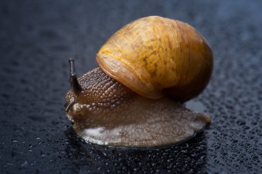 Su damlacıkları ile bir salyangoz görüntüsü (seçici odak)