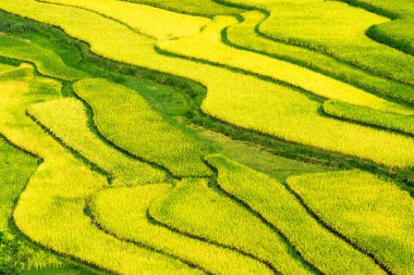Gün batımında ve şafakta Mam Xoi tepesinde, Mu Cang Chai, Vietnam 'da pirinç tarlasının güzel adımları. Mu Cang Chai, Vietnam, Güneydoğu Asya 'da doğada çok güzeldir. Seyahat konsepti. Hava görünümü