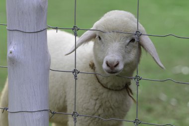 Koyun çiftliğinde yakın çekim