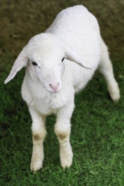 Koyun çiftliğinde yakın çekim