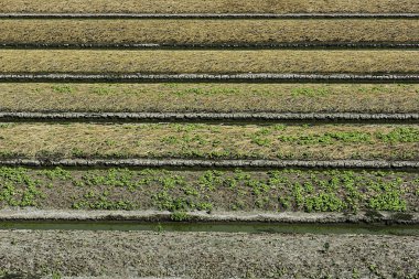 Tay sebze Tayland büyüyen tarım
