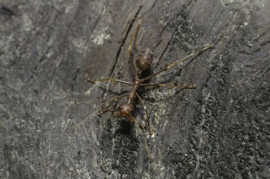 Eski ölü ahşap üzerine kırmızı karınca