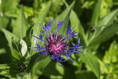 çiçek peygamberçiçeği mavi, bahar, arı