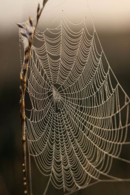çiğ olarak Web