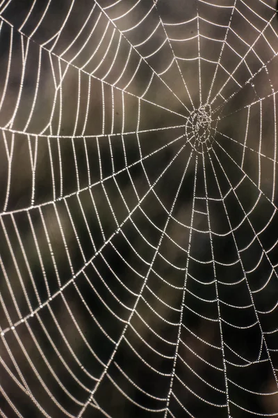 Teia de aranha em orvalho — Fotografia de Stock