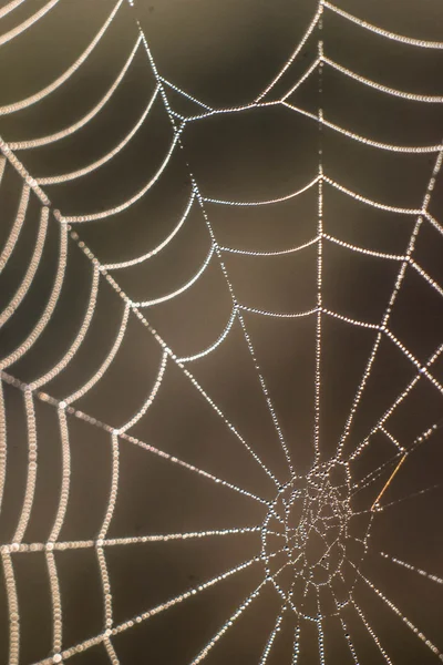 Teia de aranha em orvalho — Fotografia de Stock
