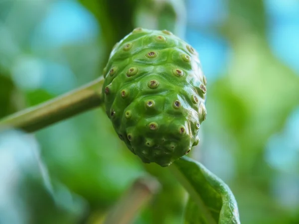 Grande Morinda, Gelso indiano, Gelso da spiaggia, Noni, Formaggio Frutta — Foto Stock