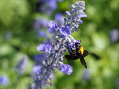 Arı çiçekten nektar emiyor.
